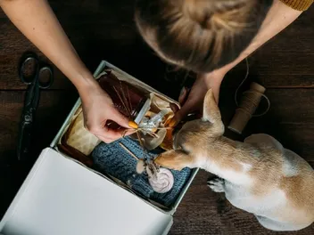 7 BarkBox Dog Subscription Alternatives: 2026 Comparison & FAQ