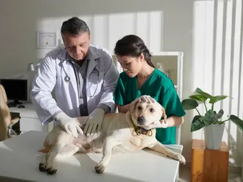 AKC Humane Fund to Provide Support When and Where It’s Needed Most
