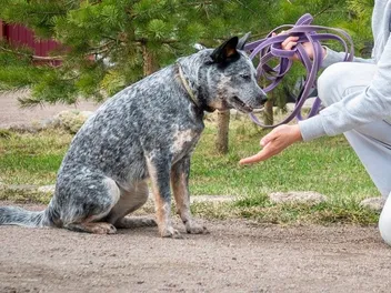 Four Quadrants of Operant Conditioning for Dog Training: Vet-Approved Facts