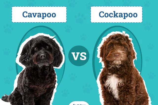 Cavapoo vs Cockapoo: The Differences (With Pictures)
