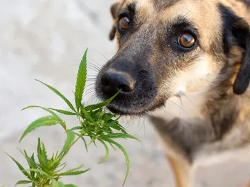Is Weed Smoke Bad for Dogs? Our Vet Takes a Look