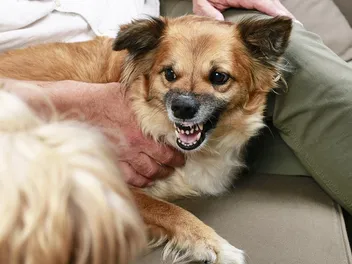 Resource Guarding in Dogs: Vet-Verified Signs, Causes & 12 Ways to Stop It