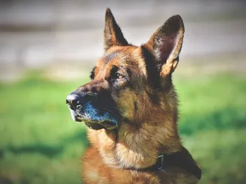 How Far Can Dogs Hear? Average & Max Distance