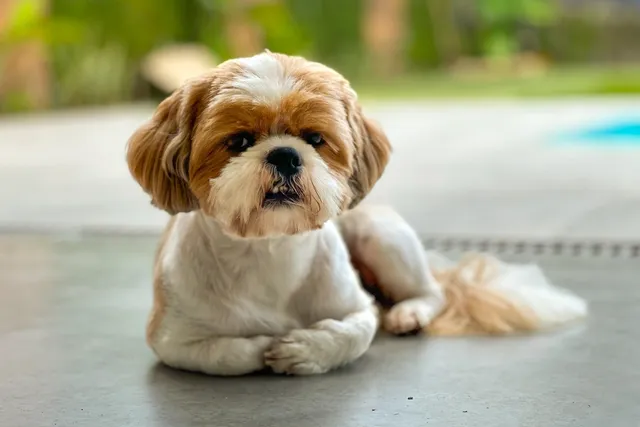Can I Leave My Shih Tzu Alone? Vet-Approved Facts & Training Tips