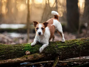 21 Jack Russell Terrier Mixes (With Pictures)