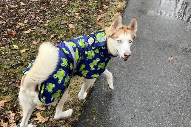The Organization Helping Pets Feel Safer, Happier, and ‘Fear Free’ - Heroes of the Pet World