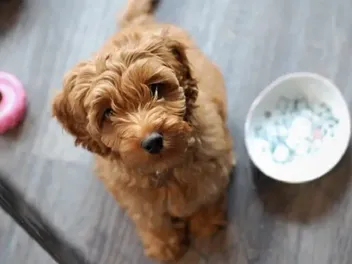 10 Best Dog Foods for Labradoodle Puppies in 2026: Reviews & Top Picks