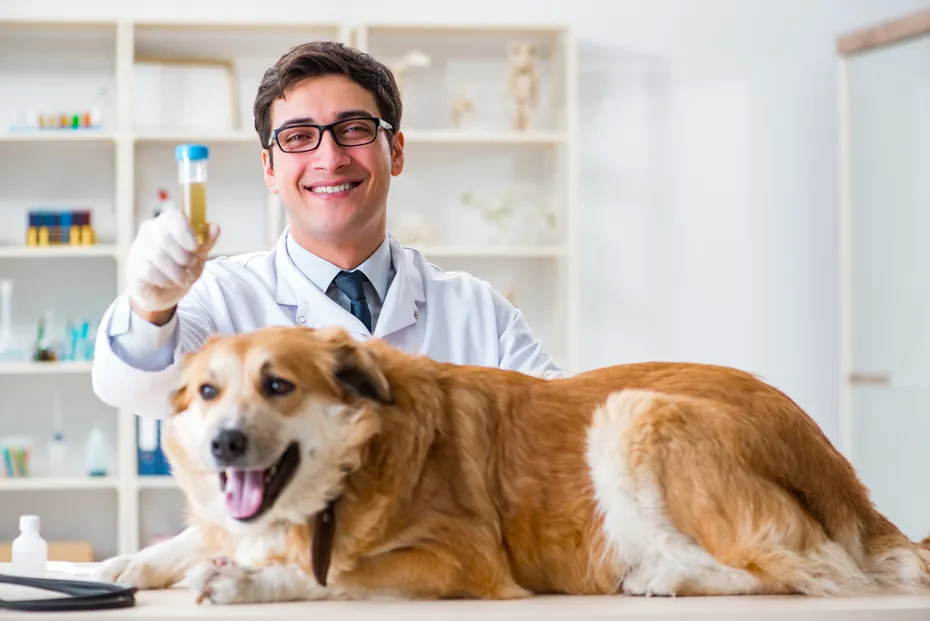 Vet holding a dog urine sample in the test tube