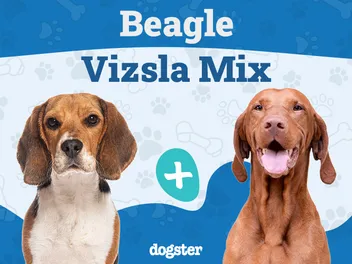 Beagle Vizsla Mix: Info, Pictures, Temperament & Care