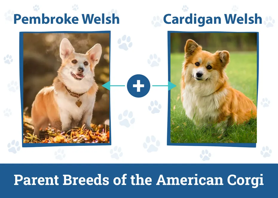 Parent Breeds of the American Corgi