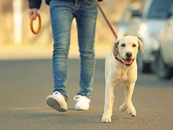 10 Dog Walking Problems & Vet-Approved Solutions