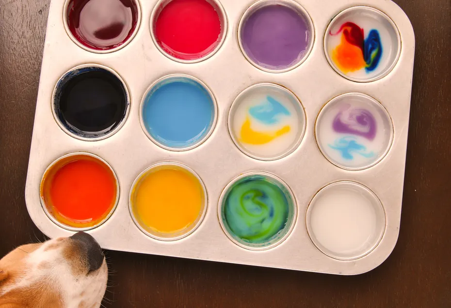 A pet Beagle trying to taste some homemade edible paint made from cornstarch and food coloring in a muffin tray