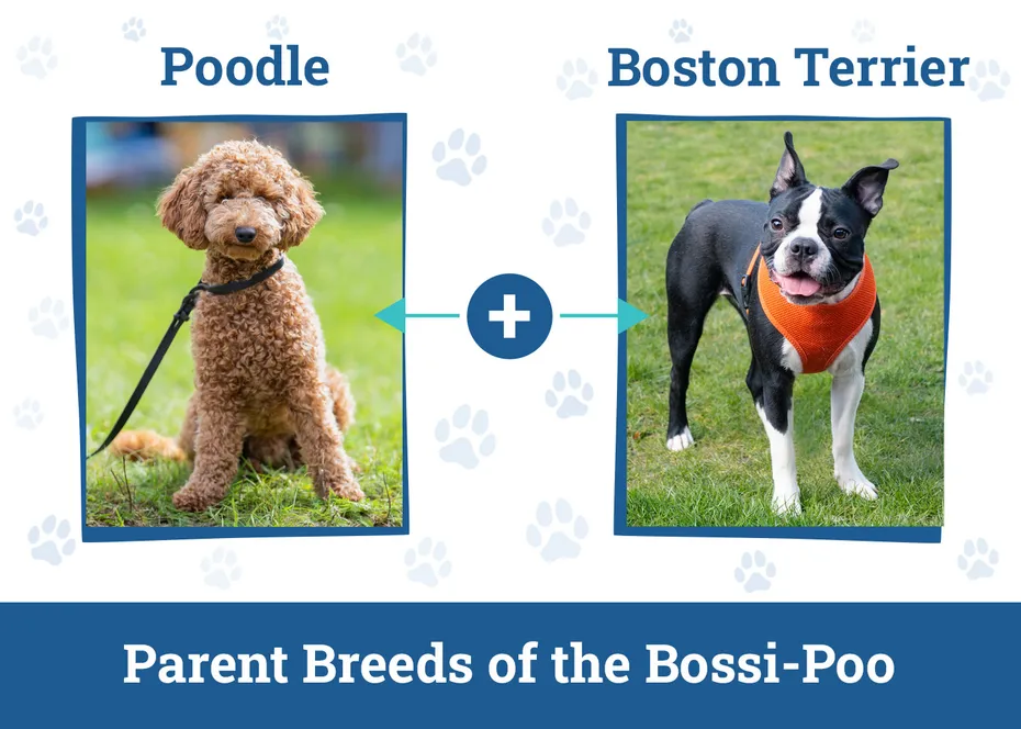 Parent Breeds of the Bossi-Poo