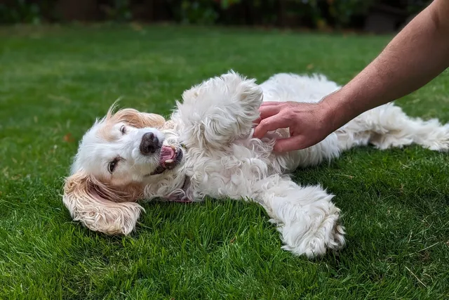 Do Dogs Have Tickle Spots? Vet-Verified Fun Facts