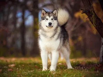 Alaskan Malamute Dog Breed: Info, Pictures, Facts & History