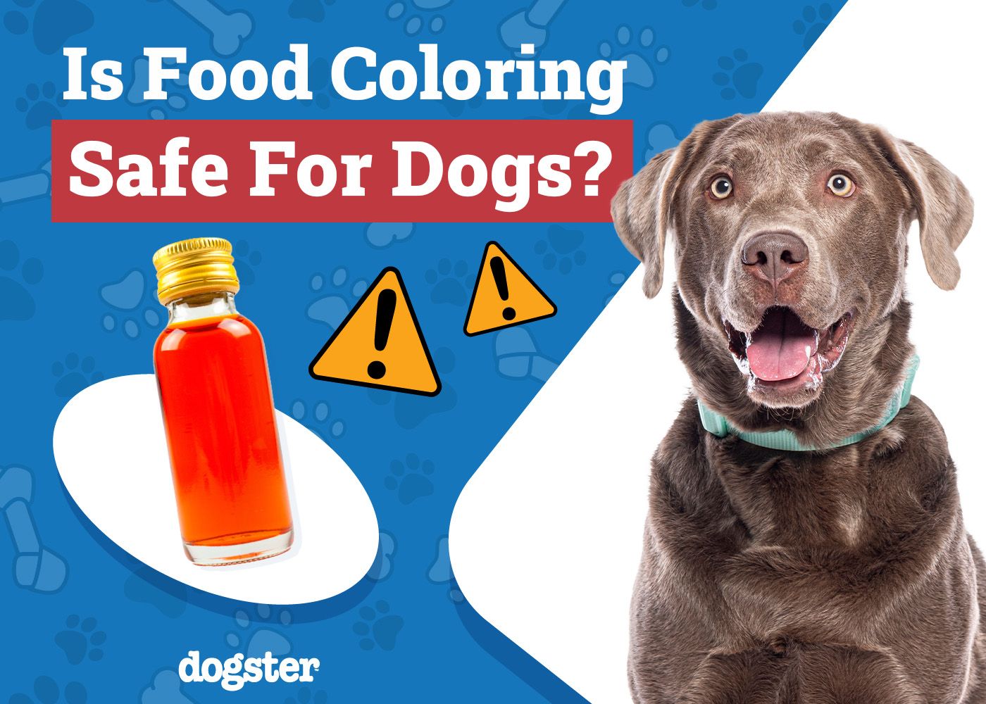Dogster_Is Food Coloring Safe for Dogs