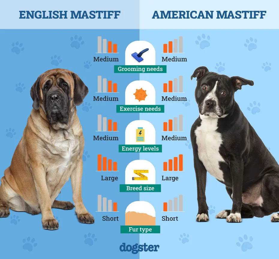 Dogster_Side by Side Comparison_ English Mastiff vs American Mastiff