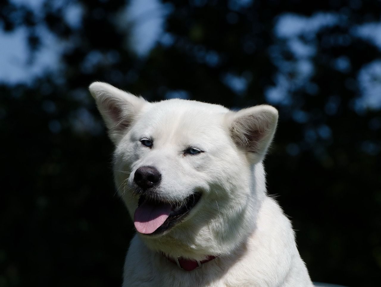 huskita close up