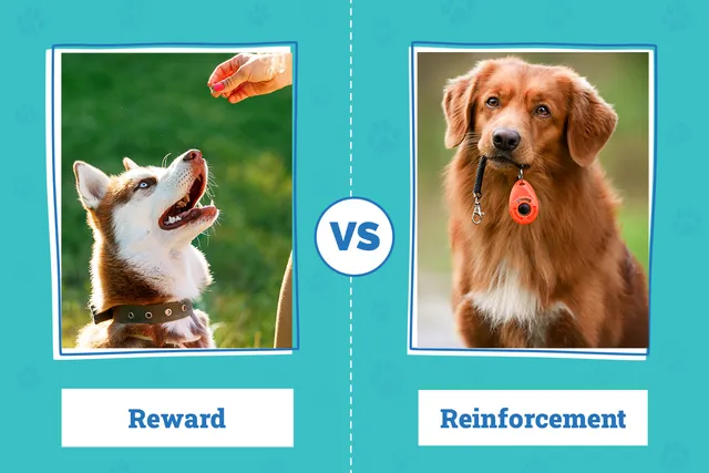 Reward vs Reinforcement in Dog Training: Vet-Verified Pros, Cons & Considerations