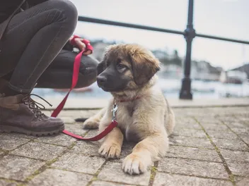 My Puppy Doesn't Want To Walk: 7 Reasons & What To Do (Vet Answer)