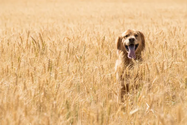Are Ancient Grains Good for Dogs? Vet-Approved Health & Nutrition Advice