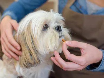 10 Best Joint Supplements for Dogs in 2026 - Reviews & Top Picks