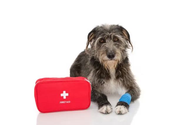How to Clean a Dog Wound: 10 Vet-Approved Steps