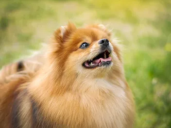 Red Pomeranian: Info, Pictures, Origin & History