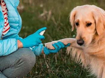 6 Best Flea & Tick Sprays for Dogs in 2026 - Reviews & Top Picks