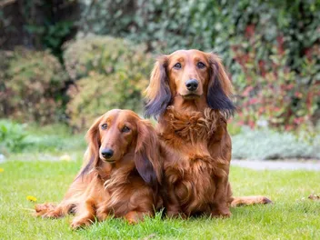 National Dog Month 2026: When It Is & How to Celebrate