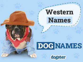 210+ Western Dog Names: Adventurous Country Cowboy Ideas