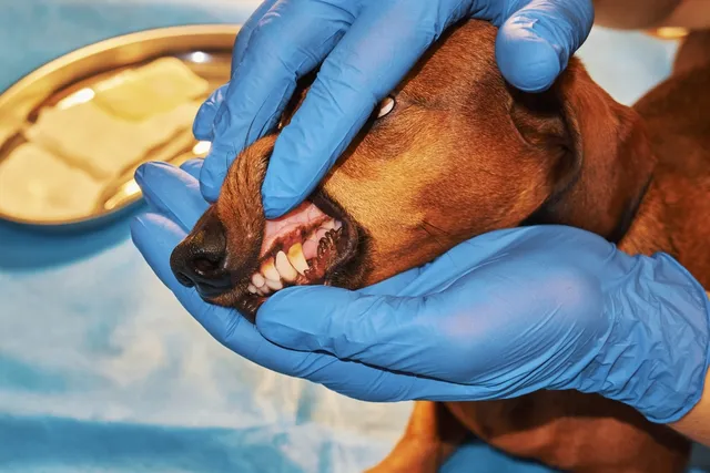 My Dog's Tooth is Discolored, What's Wrong? Our Vet Discusses 4 Common Causes