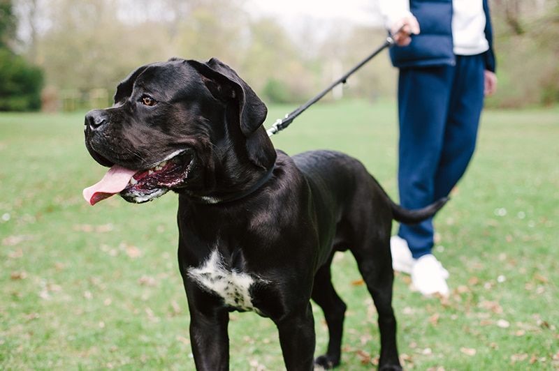 man walking a cane corso dog