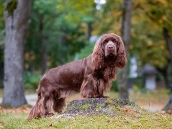Sussex Spaniel Dog Breed: Info, Pictures, History & Traits