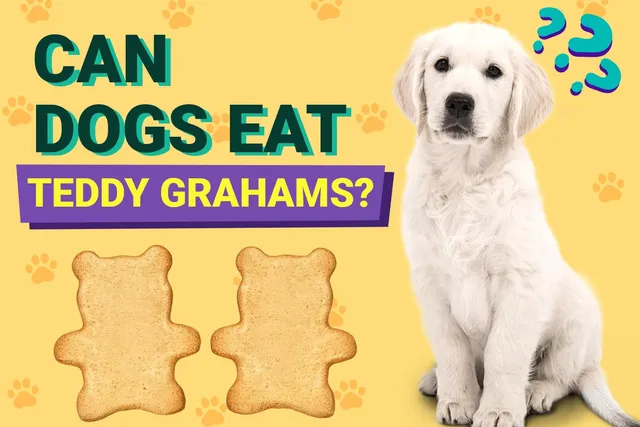 Can Dogs Eat Teddy Grahams? Vet-Approved Facts & FAQ