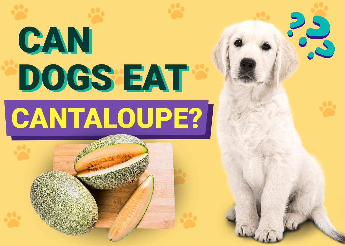 Can Dogs Eat Cantaloupe