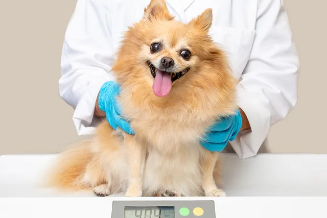 How Heavy Should My Dog Be? Vet-Approved Ideal Weight Chart