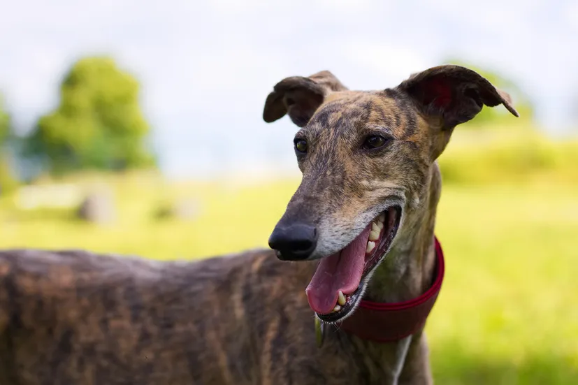 close up of greyhound with mouth open