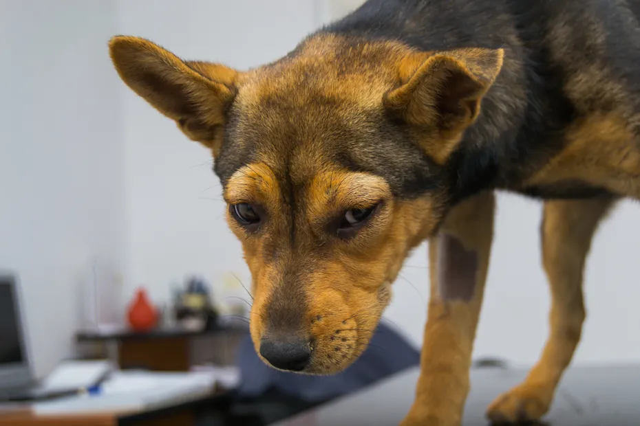 Dog with anaphylactic reaction