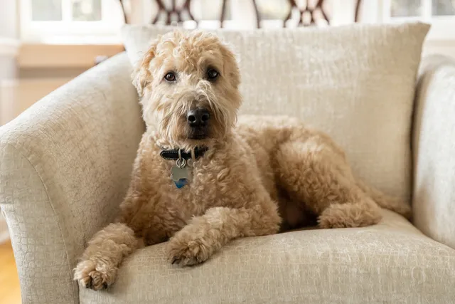 Soft Coated Wheaten Terrier: Info, Pictures, Facts & Traits