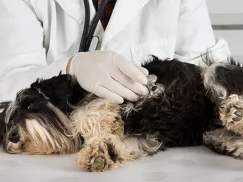 Congestive Heart Failure in Dogs: Our Vet Explains Signs, Causes & Care