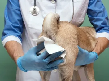 How to Know if Your Dog Needs Their Anal Glands Expressed: 8 Vet-Approved Signs