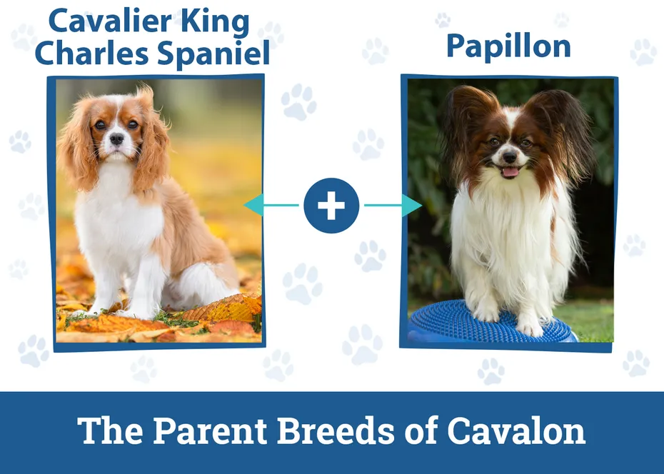 The Parent Breeds of Cavalon