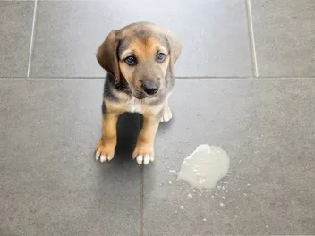 Dog Vomiting: What to Do When Your Pup Throws Up (Vet Approved)
