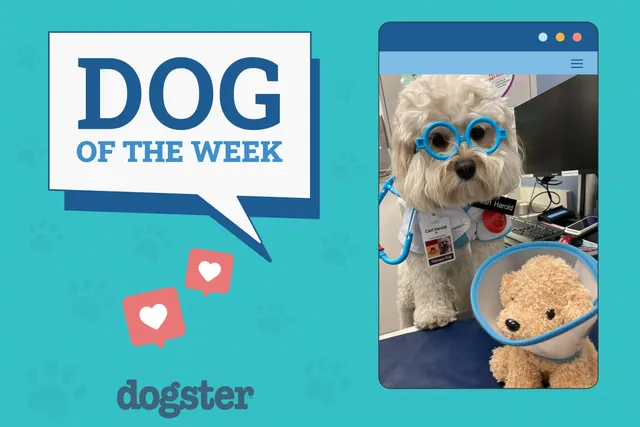 Dogster Photo Contest: Dogs of the Week Winners (November 21, 2024)