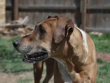 Rhodesian Boxer Mixed Dog Breed: Info, Pictures, Care & More