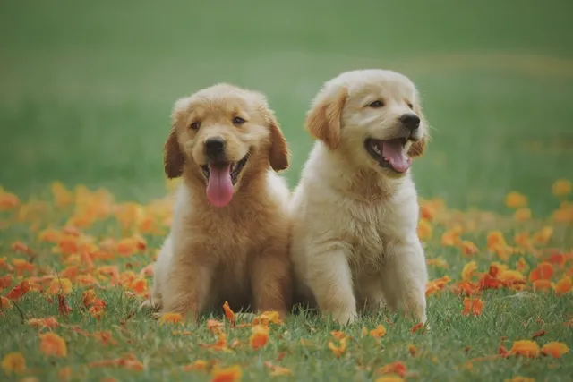 Labrador Retriever Puppies for Sale in California: Breeders List 2026