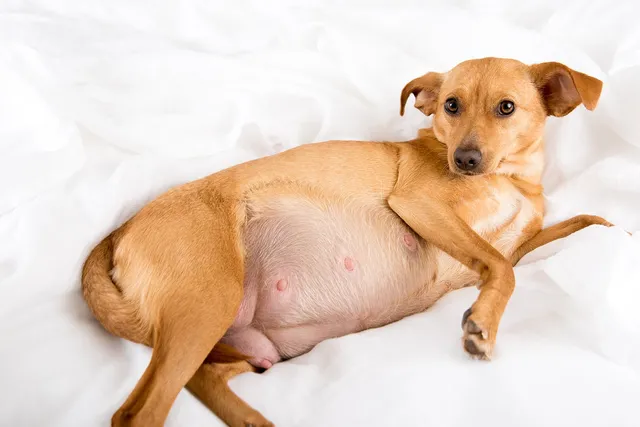 How to Help a Dog in Labor: 4 Tips for a Safe Birth (Vet Answer)
