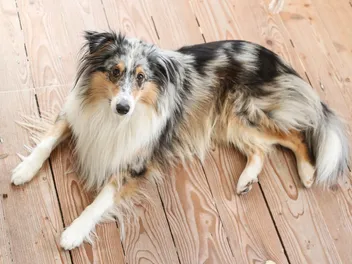 Do Shelties Bark a Lot? 6 Vet-Reviewed Ways to Prevent Excessive Barking