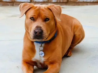 Are Pitbull Mixes Dangerous? Vet-Verified Info for Potential Owners